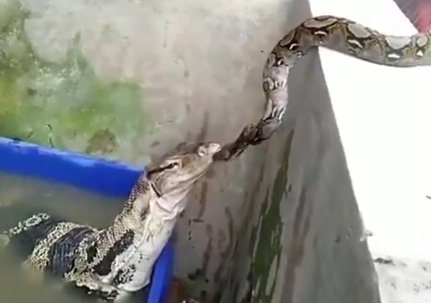 The snake thought it was another snake just like it until the lizard showed its leg. Look at the snake’s reaction