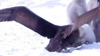 These Penguins have more courage than the entire Eurocuck continent