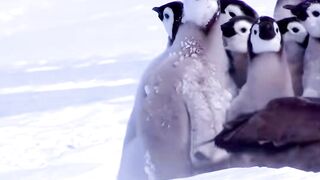 These Penguins have more courage than the entire Eurocuck continent