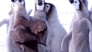 These Penguins have more courage than the entire Eurocuck continent