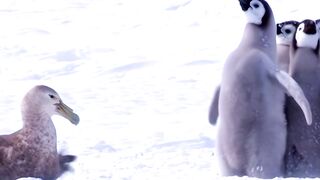 These Penguins have more courage than the entire Eurocuck continent
