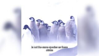 These Penguins have more courage than the entire Eurocuck continent