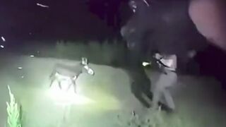 Officer Shoots Miniature Donkey HeeHaw During Search for Missing Girl
