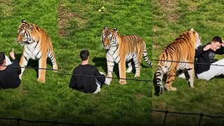 Man who jumped into tiger enclosure in South Yorkshire, England has died, police tell