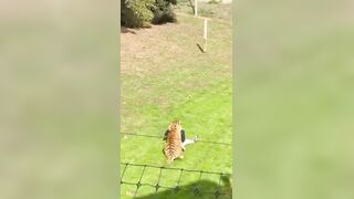 Man who jumped into tiger enclosure in South Yorkshire, England has died, police tell