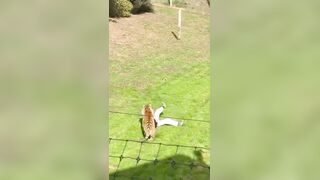 Man who jumped into tiger enclosure in South Yorkshire, England has died, police tell