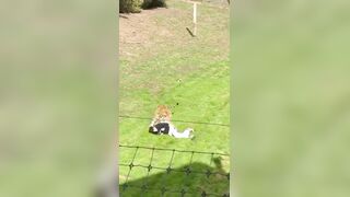 Man who jumped into tiger enclosure in South Yorkshire, England has died, police tell