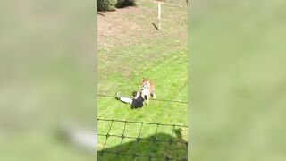 Man who jumped into tiger enclosure in South Yorkshire, England has died, police tell