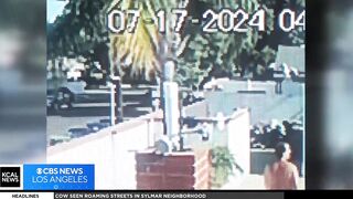 UPS Driver Tosses Huge, 55lb Package Over Fence. Crushes Little Dog