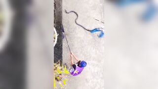 Terrifying Moment 10-ft King Cobra Pulled From Family’s Toilet In India