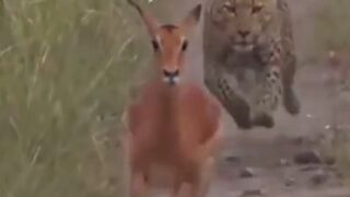 Leopard Chases Impala in Video Inspiring Evasion Lessons