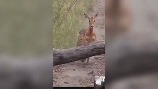 Leopard Chases Impala in Video Inspiring Evasion Lessons