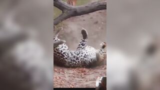 Leopard Chases Impala in Video Inspiring Evasion Lessons