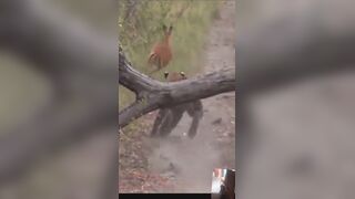 Leopard Chases Impala in Video Inspiring Evasion Lessons