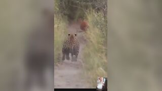 Leopard Chases Impala in Video Inspiring Evasion Lessons