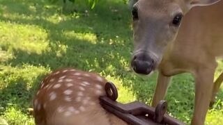 I don't understand how people kill these beautiful creatures