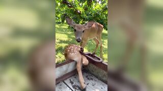 I don't understand how people kill these beautiful creatures