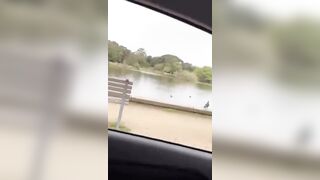 Asians stealing a giant carp from a pond in Sydney's Centennial Park