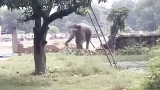 Elephant breaks free in India crushes handler chest after slamming him to ground