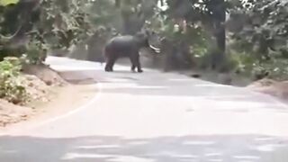 Elephant breaks free in India crushes handler chest after slamming him to ground