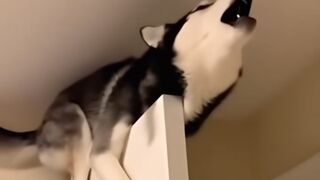 These Dogs are hilarious