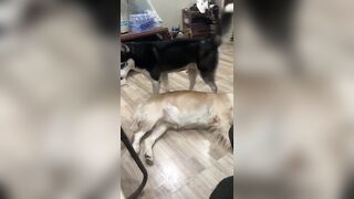 These Dogs are hilarious