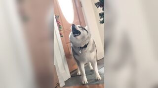 These Dogs are hilarious