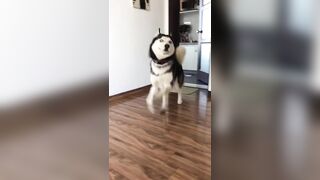 These Dogs are hilarious