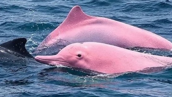 A Rare Pink Dolphin Was Spotted Off The Coast Of Oman.