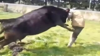 Man Ganged up on by Herd of Cows.. Lol
