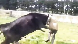 Man Ganged up on by Herd of Cows.. Lol