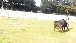 Man Ganged up on by Herd of Cows.. Lol