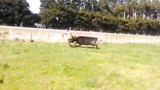 Man Ganged up on by Herd of Cows.. Lol