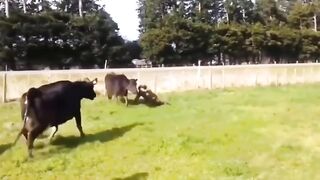 Man Ganged up on by Herd of Cows.. Lol