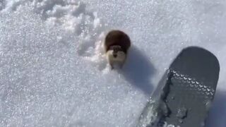 A Skier Pissed Off the Wrong little Lemming on the Slopes