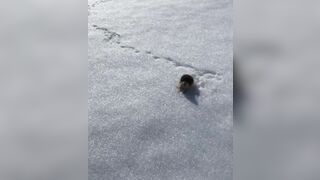 A Skier Pissed Off the Wrong little Lemming on the Slopes