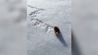 A Skier Pissed Off the Wrong little Lemming on the Slopes