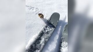 A Skier Pissed Off the Wrong little Lemming on the Slopes