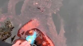 Octopus and Human Becoming Best Buddies.