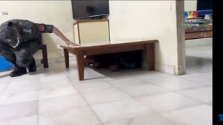 Illegal immigrants found a good place to hide during house raid
