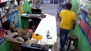 Monkey drops by a phone repair shop in India to give the owner a hug