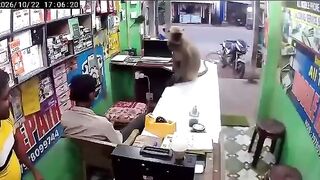 Monkey drops by a phone repair shop in India to give the owner a hug
