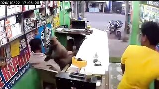 Monkey drops by a phone repair shop in India to give the owner a hug