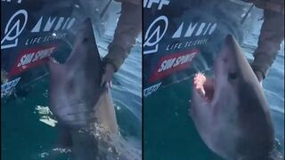 US WOMAN REACHES OUT to PET GREAT WHITE SHARK — it CHARGES at her
