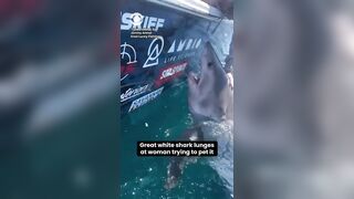 US WOMAN REACHES OUT to PET GREAT WHITE SHARK — it CHARGES at her