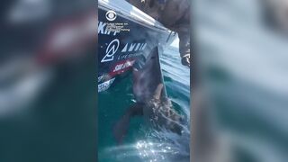 US WOMAN REACHES OUT to PET GREAT WHITE SHARK — it CHARGES at her