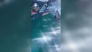 US WOMAN REACHES OUT to PET GREAT WHITE SHARK — it CHARGES at her