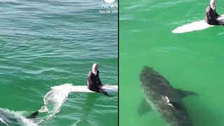 Drone footage captured massive shark approaching two surfers off the California coast