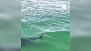 Drone footage captured massive shark approaching two surfers off the California coast