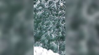Drone footage captured massive shark approaching two surfers off the California coast